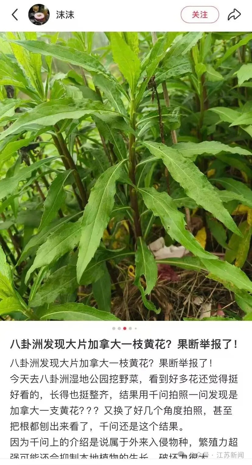 注意！这种野菜不能吃 这是有毒的入侵物种