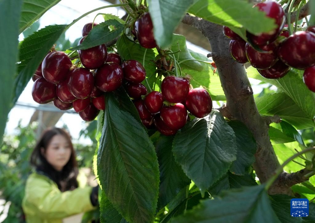 河北山海关：大棚樱桃陆续成熟