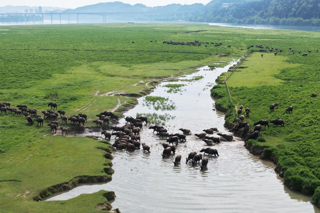 四川蓬安：嘉陵江上演“百牛渡江”景观