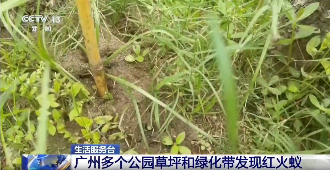 看到这种小土包，千万别碰：严重可致命！浙江也有，发现立即上报