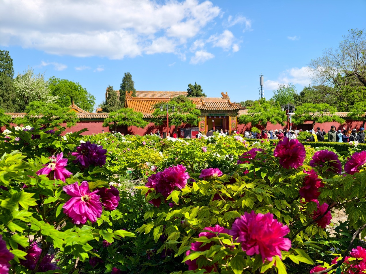 碧空流云下的北京公园有多美？组图来袭