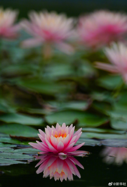 睡莲绽放像琉璃花灯