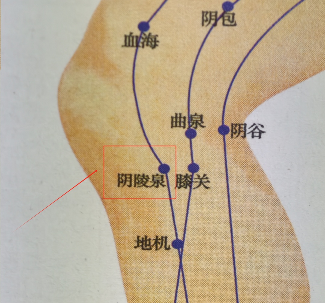 3个黄金穴位，一键健脾祛湿