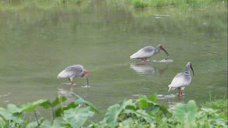 江西龙虎山人工繁育朱鹮野化放飞成功 种群数量达24只