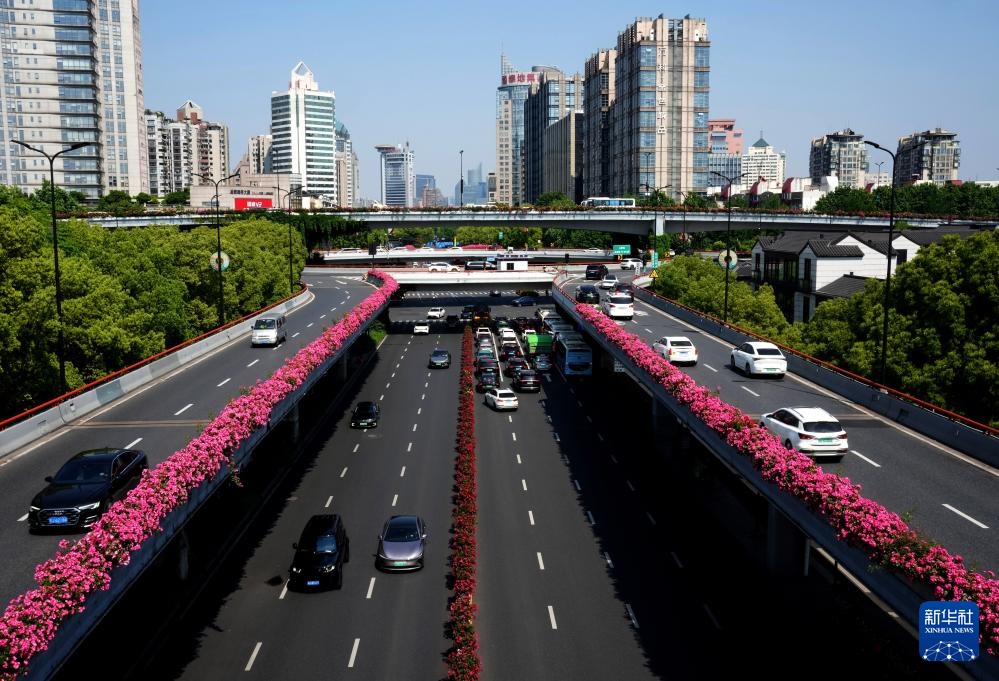 杭州：“空中花廊”高架月季盛放