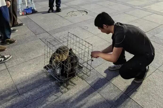 卡皮巴拉、大蟒蛇……上海多地再现街头马戏团！孩子哭闹着非得要，家长无奈掏钱