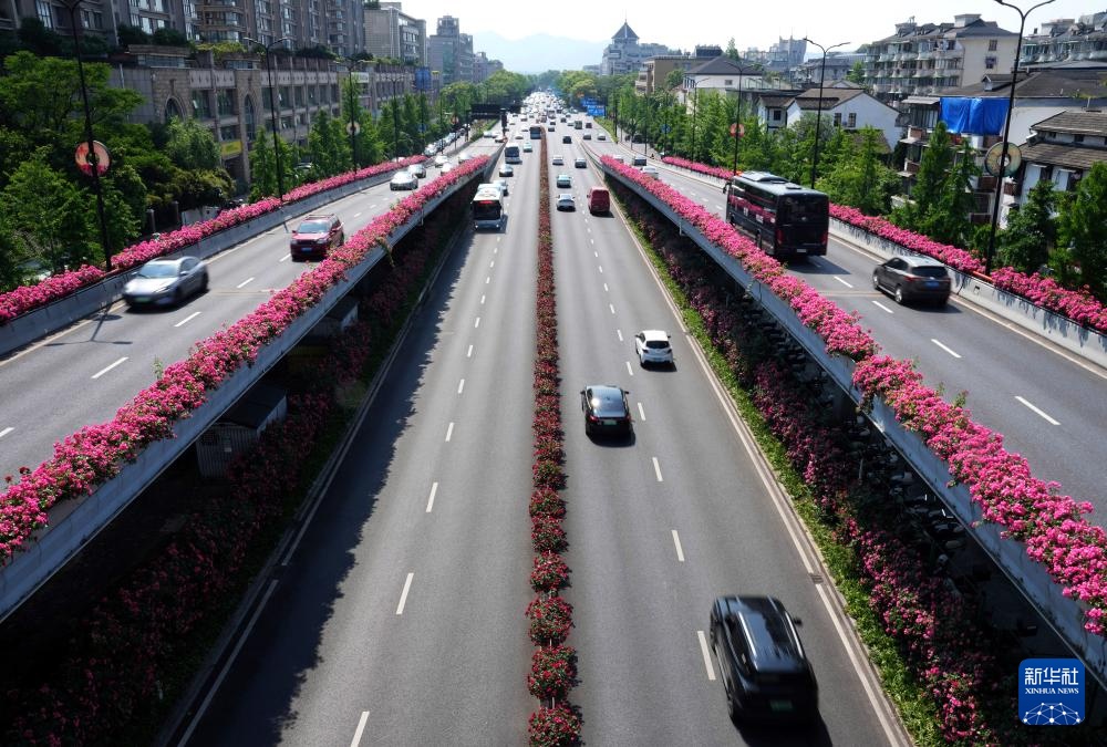 杭州：“空中花廊”高架月季盛放