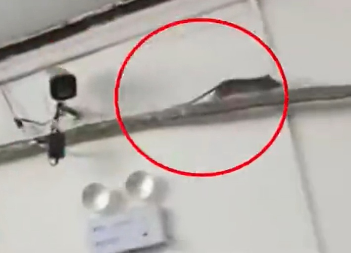 西安子午路张记肉夹馍店出现老鼠，市监局：立即停业整改，约谈负责人