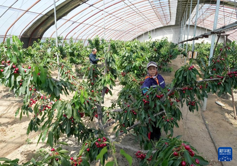 河北山海关：大棚樱桃陆续成熟