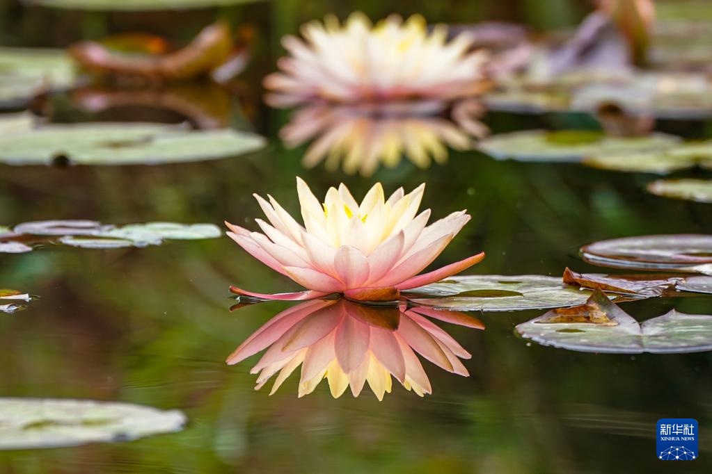 云南普者黑：山清水秀 候鸟翩跹