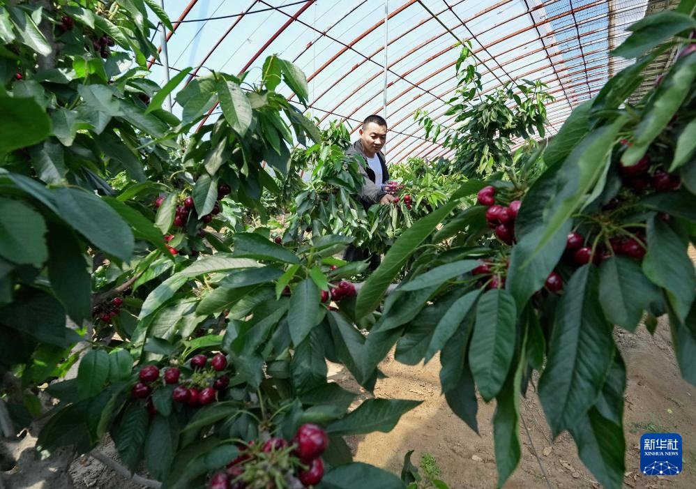 河北山海关：大棚樱桃陆续成熟