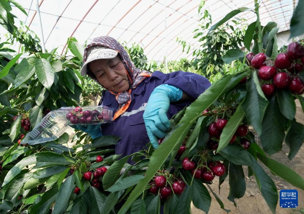 河北山海关：大棚樱桃陆续成熟