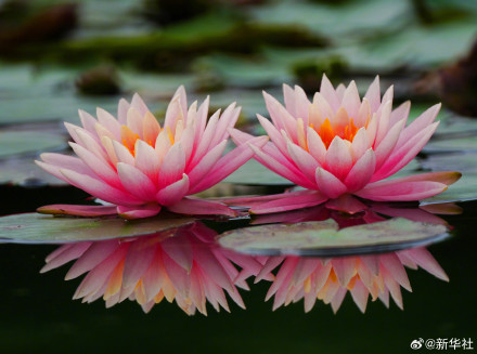睡莲绽放像琉璃花灯