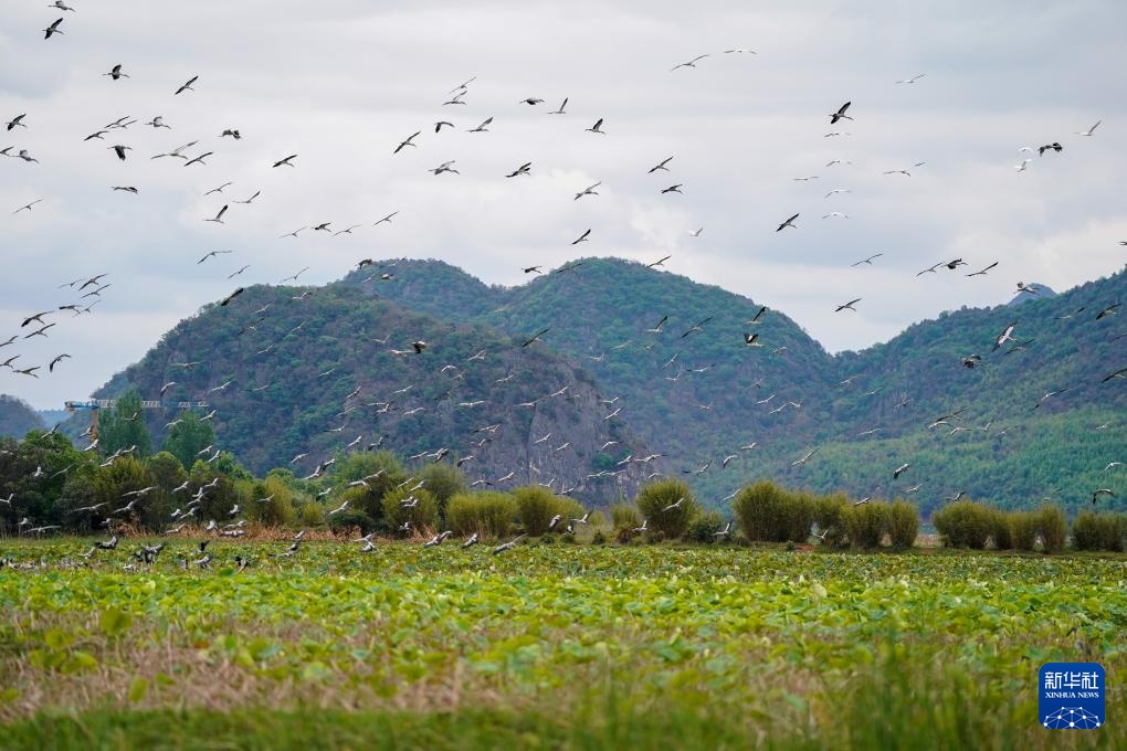 云南普者黑：山清水秀 候鸟翩跹