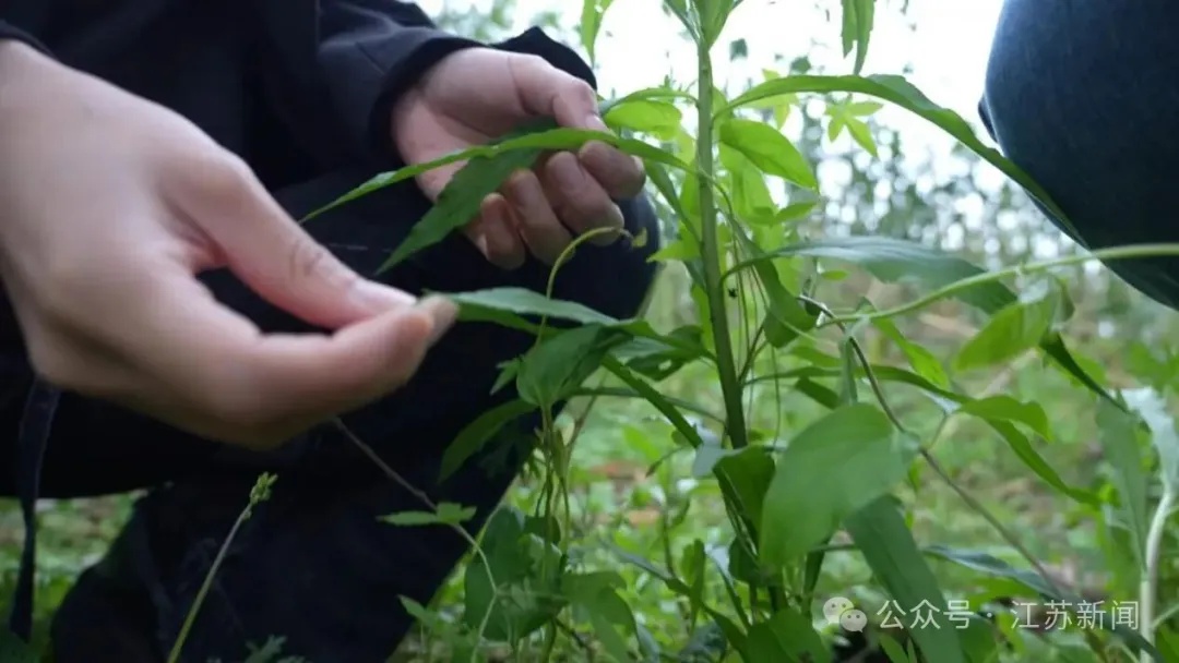 注意！这种野菜不能吃 这是有毒的入侵物种