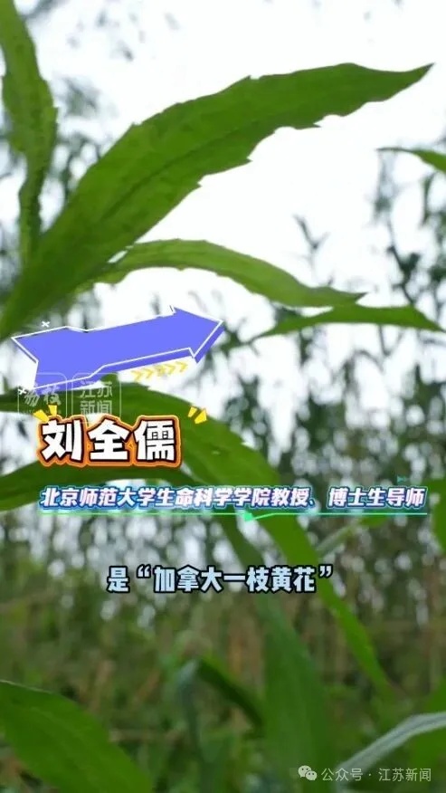 注意！这种野菜不能吃 这是有毒的入侵物种