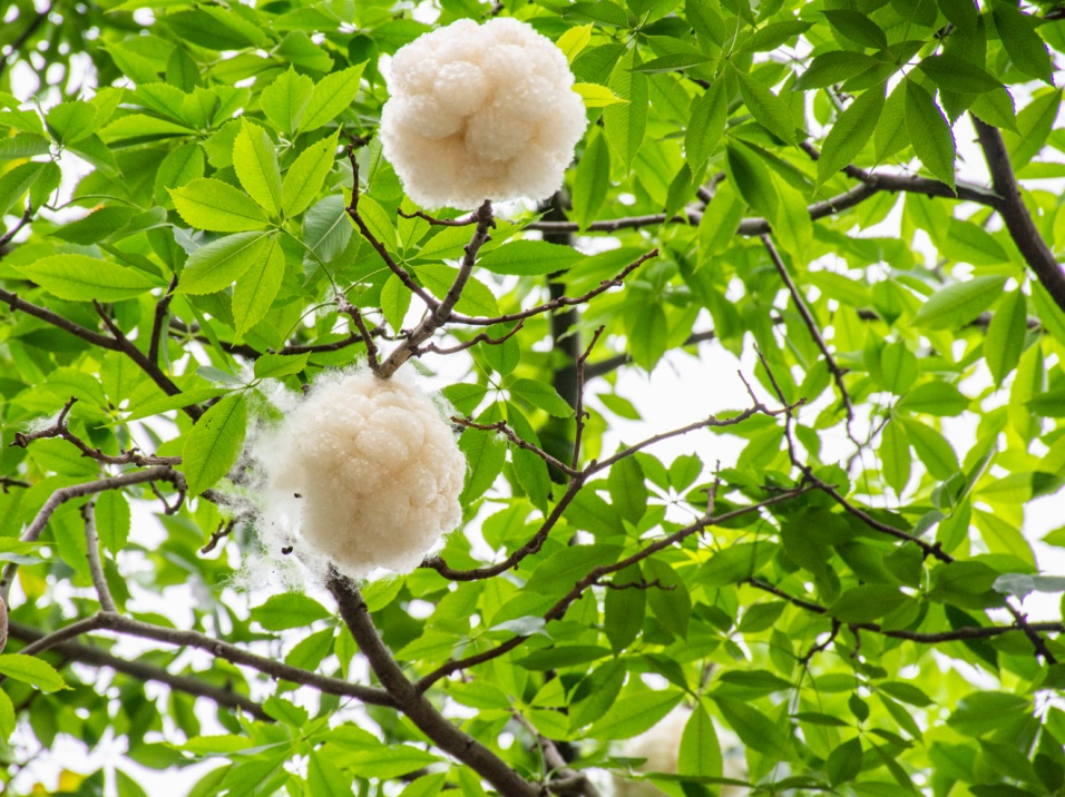 “根本不敢呼吸”！深圳网友：满地都是……提醒→