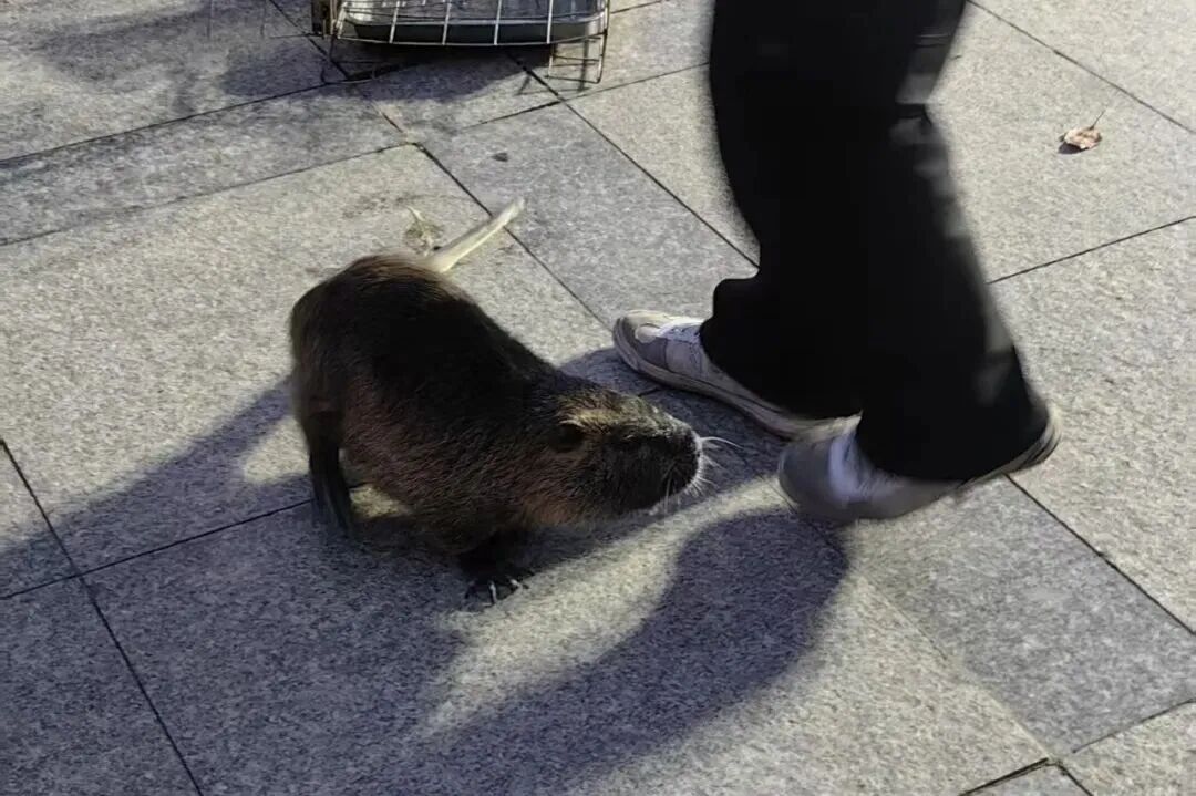 卡皮巴拉、大蟒蛇……上海多地再现街头马戏团！孩子哭闹着非得要，家长无奈掏钱