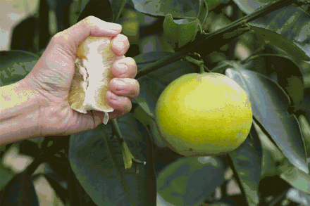 老式水果为何消失了