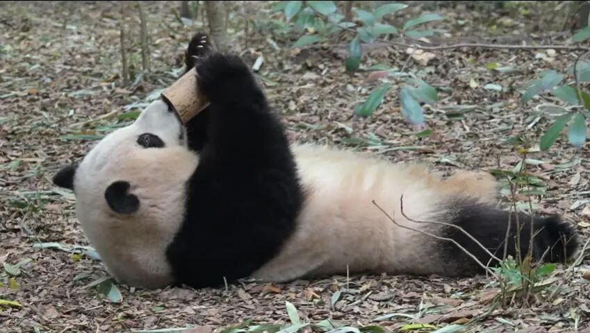 导游讲解称网红大熊猫花花是残疾，游客不满并当场报警，警方回应