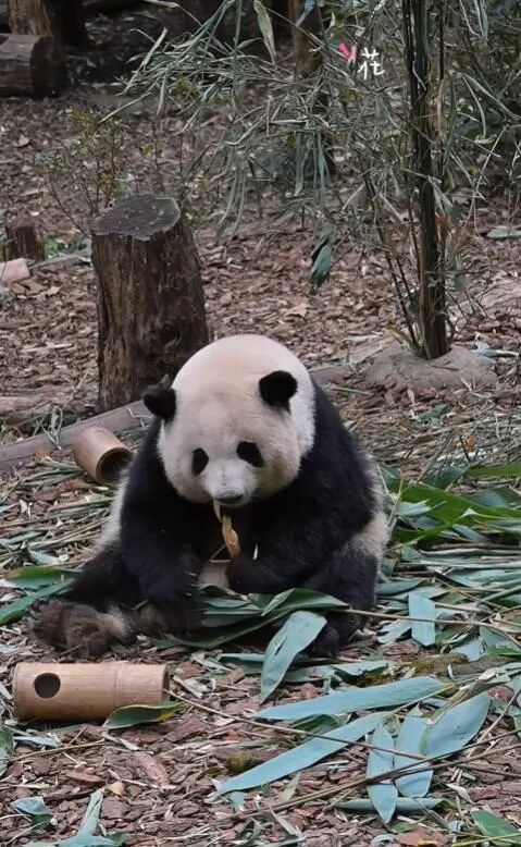 导游讲解称网红大熊猫花花是残疾，游客不满并当场报警，警方回应