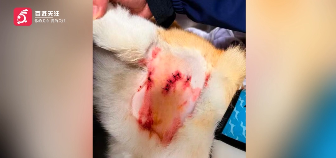 未牵绳金毛突然暴起，撕咬柯基犬导致缝合6针，主人急寻肇事犬主人