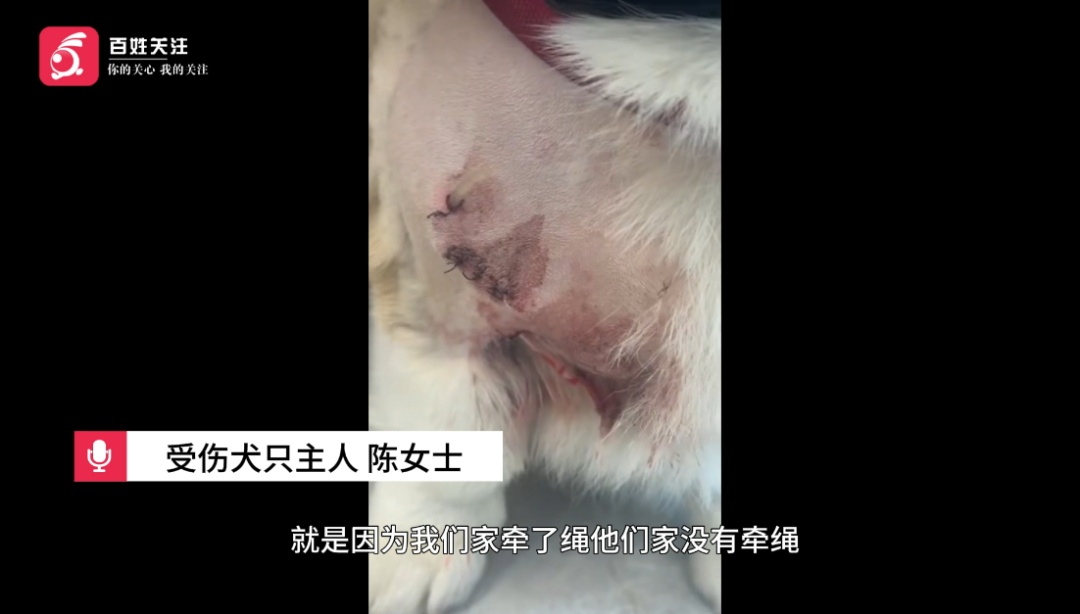 未牵绳金毛突然暴起，撕咬柯基犬导致缝合6针，主人急寻肇事犬主人