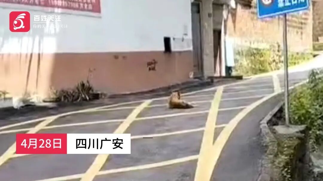 流浪狗多次伤人后再次现身街头，伤者：周边很多学生，希望能尽早捕捉