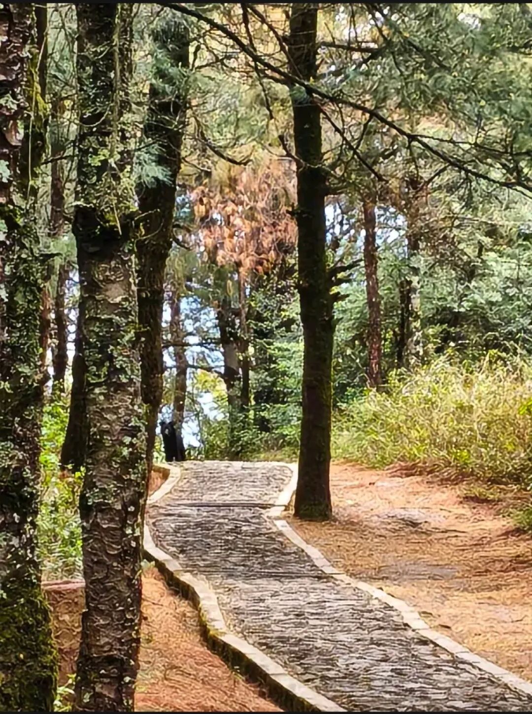 云南知名景区：有熊出没，临时封闭步道