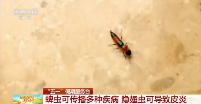 红火蚁、蜱虫、隐翅虫 户外游玩要警惕“不速之客”