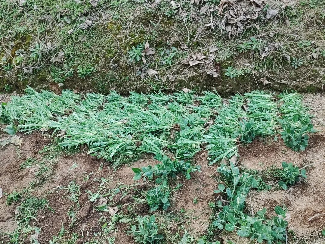 罂粟不是“菜”，想吃火锅还是烫点毛肚吧