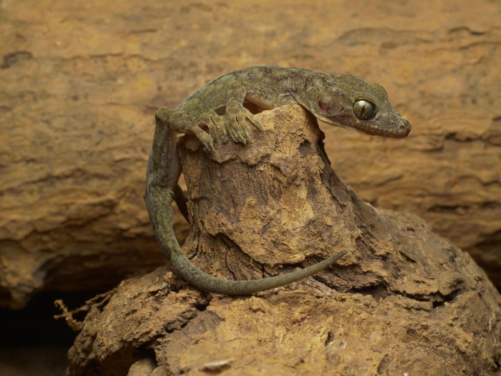 广西发现爬行类壁虎属新物种“武氏壁虎”
