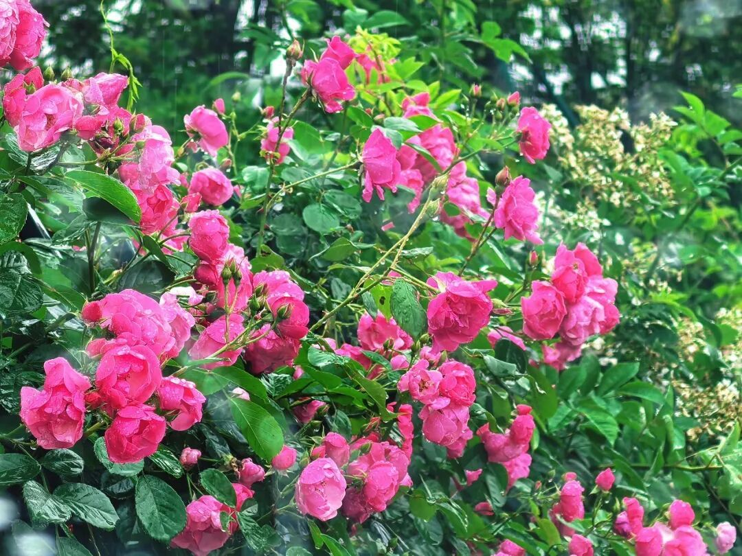 确认：暴雨、9级大风！大范围影响浙江，杭州人抓紧享受：这波很猛