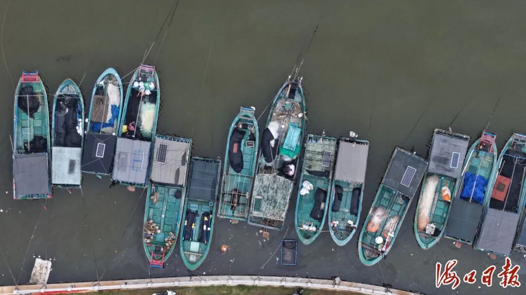 让大海“喘口气”！休渔期将至，海口渔船悉数归港休整