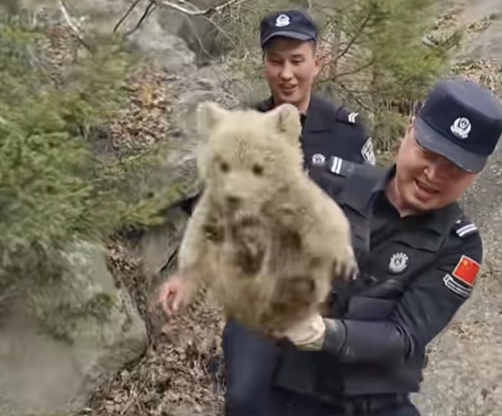 熊宝宝野外被困，民警小心翼翼救出
