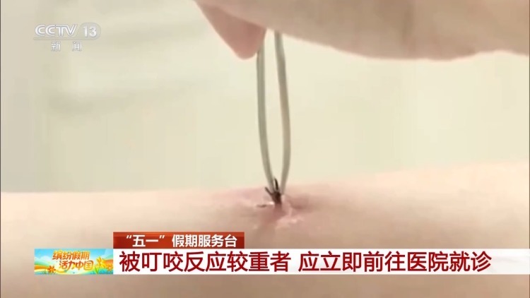 红火蚁、蜱虫、隐翅虫 户外游玩要警惕“不速之客”