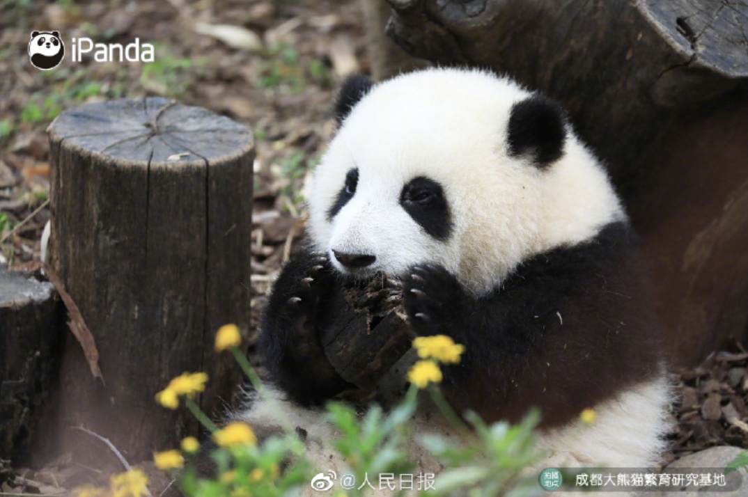 导游介绍大熊猫“花花”时言论不当，四川中国青年旅行社致歉！