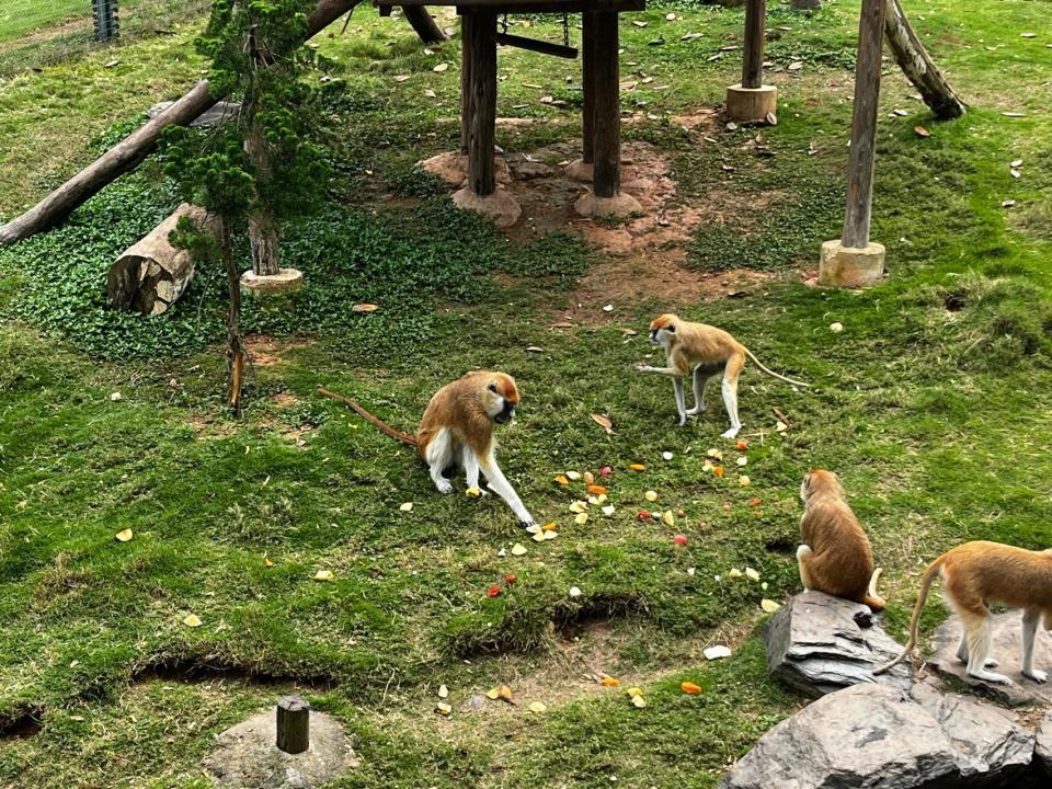 凌晨五点的“动物食堂”，探访长沙生态动物园配料班班长李磊，为3000余只动物备餐