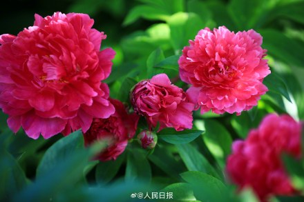 “花开富贵”头像上新！芍药花开在人心巴上了