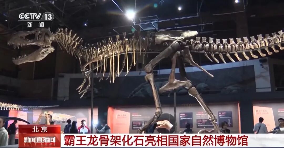 长超12米，重或超10吨！霸王龙骨架化石亮相国家自然博物馆