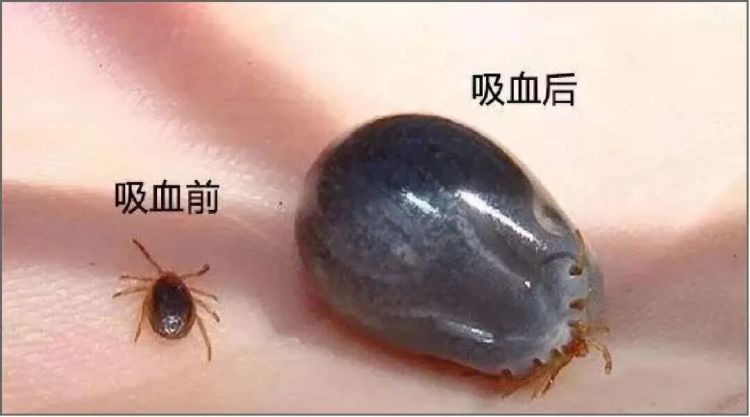 五一出游，谨防蜱虫叮咬