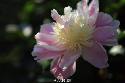 “花开富贵”头像上新！芍药花开在人心巴上了