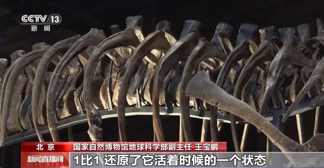 长超12米，重或超10吨！霸王龙骨架化石亮相国家自然博物馆