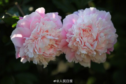 “花开富贵”头像上新！芍药花开在人心巴上了