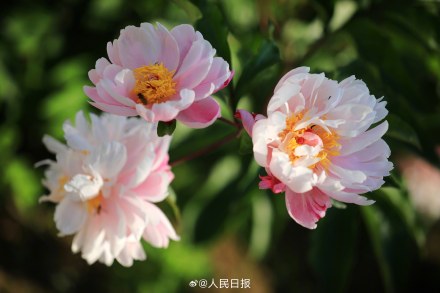 “花开富贵”头像上新！芍药花开在人心巴上了