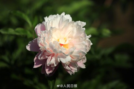 “花开富贵”头像上新！芍药花开在人心巴上了