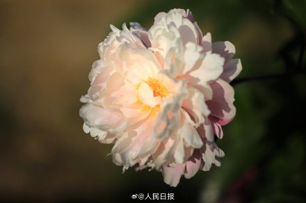 “花开富贵”头像上新！芍药花开在人心巴上了