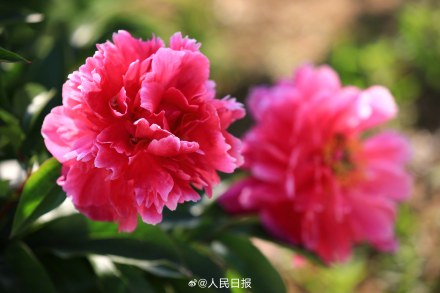 “花开富贵”头像上新！芍药花开在人心巴上了