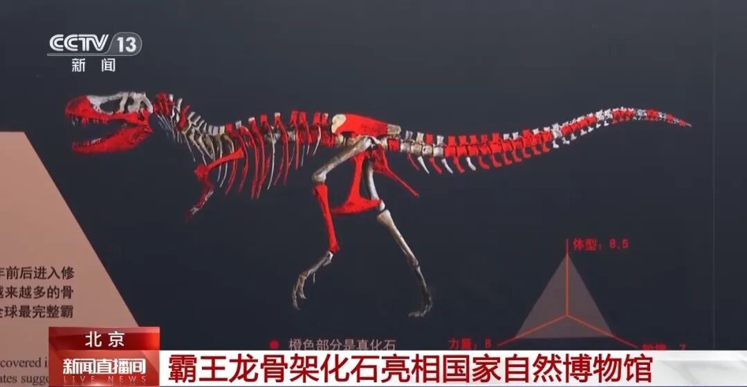 长超12米，重或超10吨！霸王龙骨架化石亮相国家自然博物馆