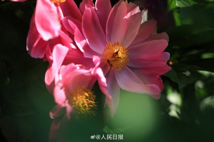 “花开富贵”头像上新！芍药花开在人心巴上了